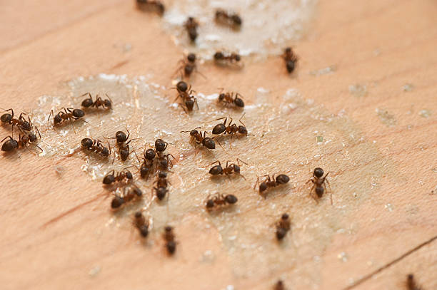 Langley, WA Pest Control Company