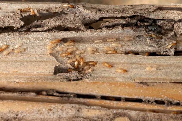 Best Best Pest Control Near Me  in Langley, WA
