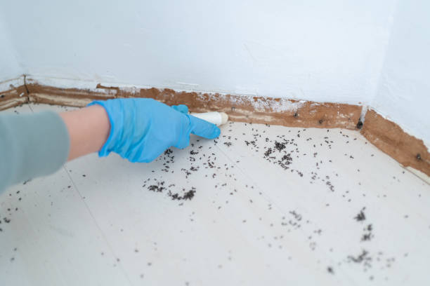 Best Spider Control Near Me  in Langley, WA